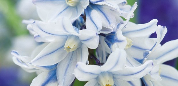 CFM Gardening spring flowering bulbs