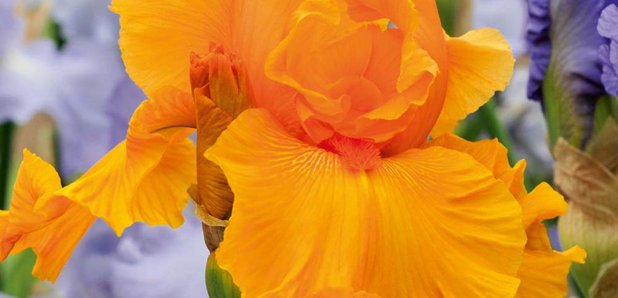 CFM Gardening Re blooming iris